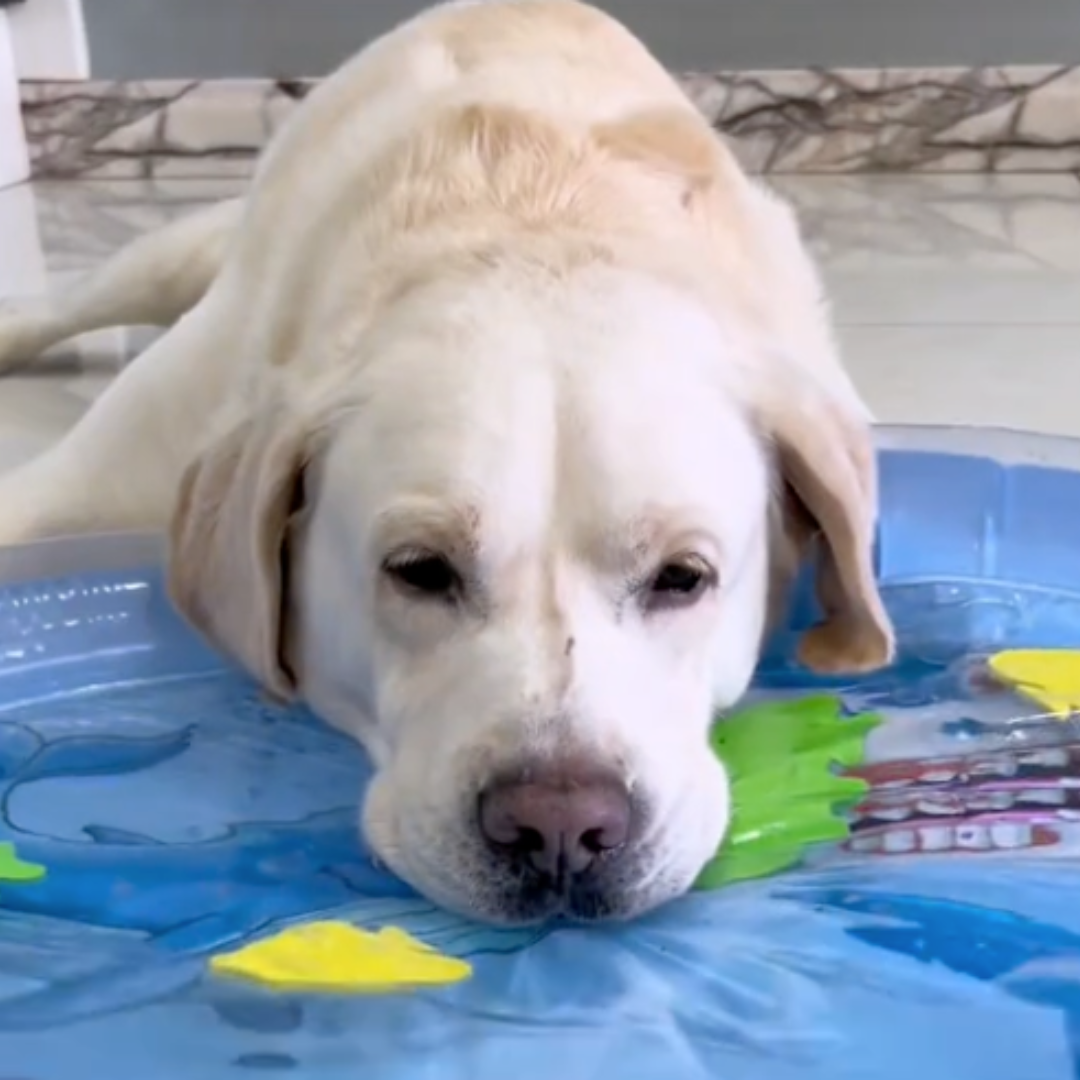 Interactive Cooling Water Bed for Dogs 2.0